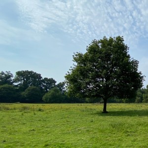 Lagan-Meadows-Forest-Park-Tree-Alone